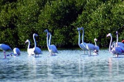 Al Zorah Nature Reserve