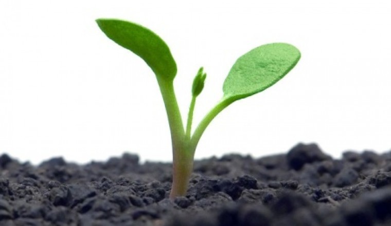 LLC Company Formation in UAE