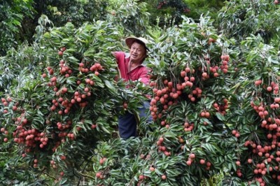 What Can Grow Out of Thousand-Year-Old Trees?