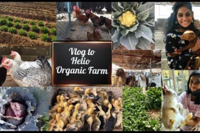 Visit to Helio Organic Farm In Ajman (UAE) - Must visit - First Vlog
