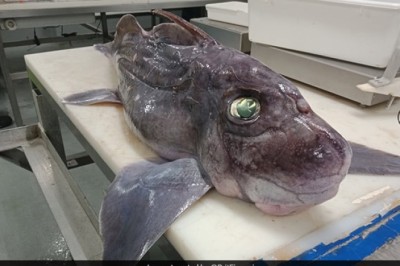 Rare Baby Ghost Shark Discovered by New Zealand Scientists