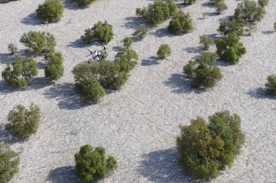 Nabat, New Abu Dhabi Climate Tech Venture, to use AI and Robotics to Restore Mangroves and Boost Climate Resilience